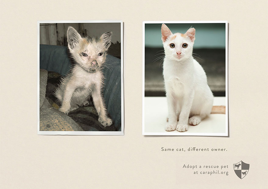 Before and after photos of a rescued cat, highlighting powerful advertisements for pet adoption. Before and after photos of a rescued cat, highlighting powerful advertisements for pet adoption.