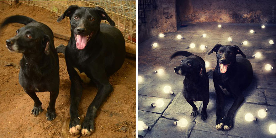 surreal-photography-shelter-dogs-sarolta-ban-10b surreal-photography-shelter-dogs-sarolta-ban-10b