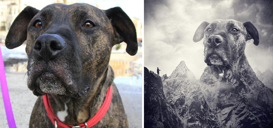 surreal-photography-shelter-dogs-sarolta-ban-1b surreal-photography-shelter-dogs-sarolta-ban-1b