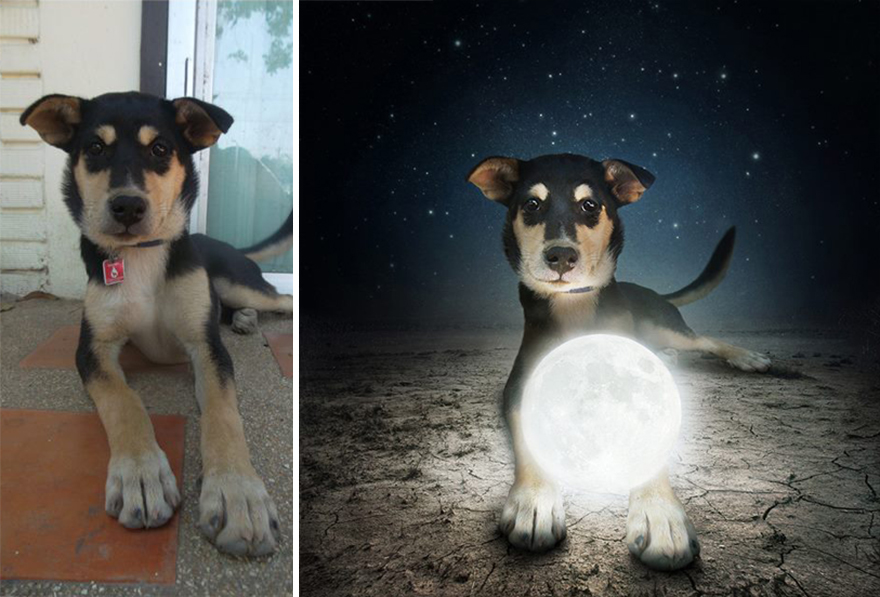 surreal-photography-shelter-dogs-sarolta-ban-4b surreal-photography-shelter-dogs-sarolta-ban-4b