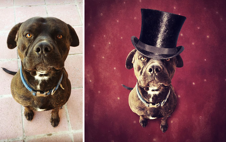 surreal-photography-shelter-dogs-sarolta-ban-7b surreal-photography-shelter-dogs-sarolta-ban-7b