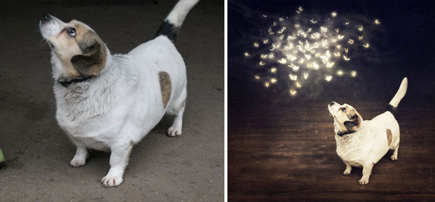 surreal-photography-shelter-dogs-sarolta-ban-8 surreal-photography-shelter-dogs-sarolta-ban-8