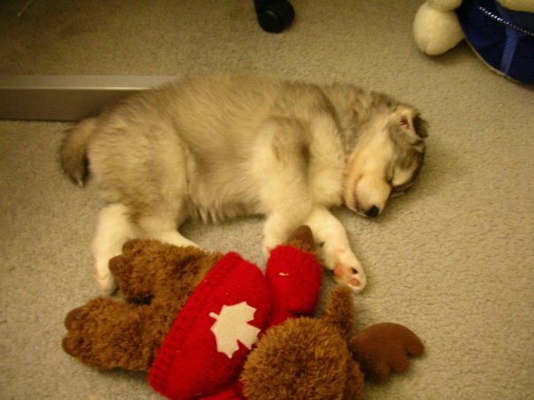 tally-husky-dog-raised-by-cats-19 tally-husky-dog-raised-by-cats-19