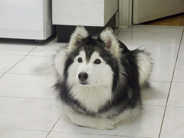 tally-husky-dog-raised-by-cats-2 tally-husky-dog-raised-by-cats-2
