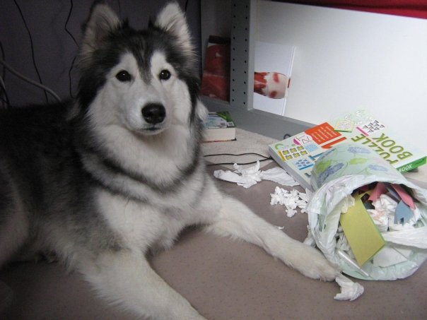 tally-husky-dog-raised-by-cats-27 tally-husky-dog-raised-by-cats-27