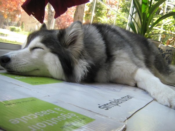 tally-husky-dog-raised-by-cats-40 tally-husky-dog-raised-by-cats-40