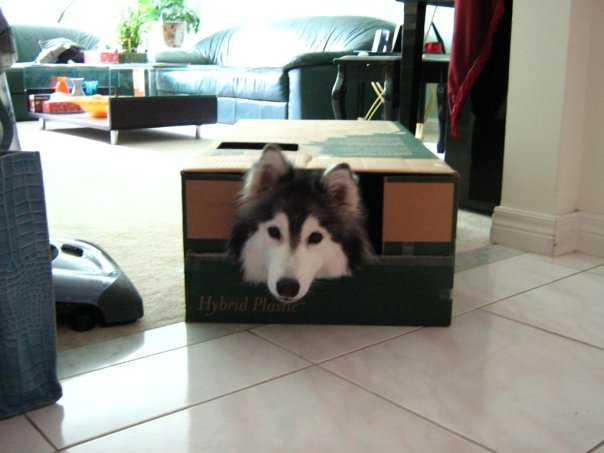 tally-husky-dog-raised-by-cats-6 tally-husky-dog-raised-by-cats-6