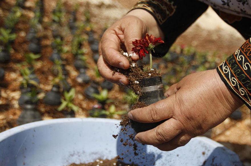 tear-gas-flower-pots-palestine-2 tear-gas-flower-pots-palestine-2
