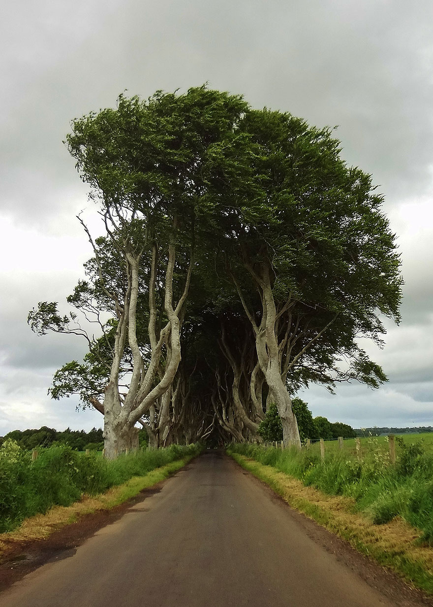 the-dark-hedges-tree-tunnel-12 the-dark-hedges-tree-tunnel-12