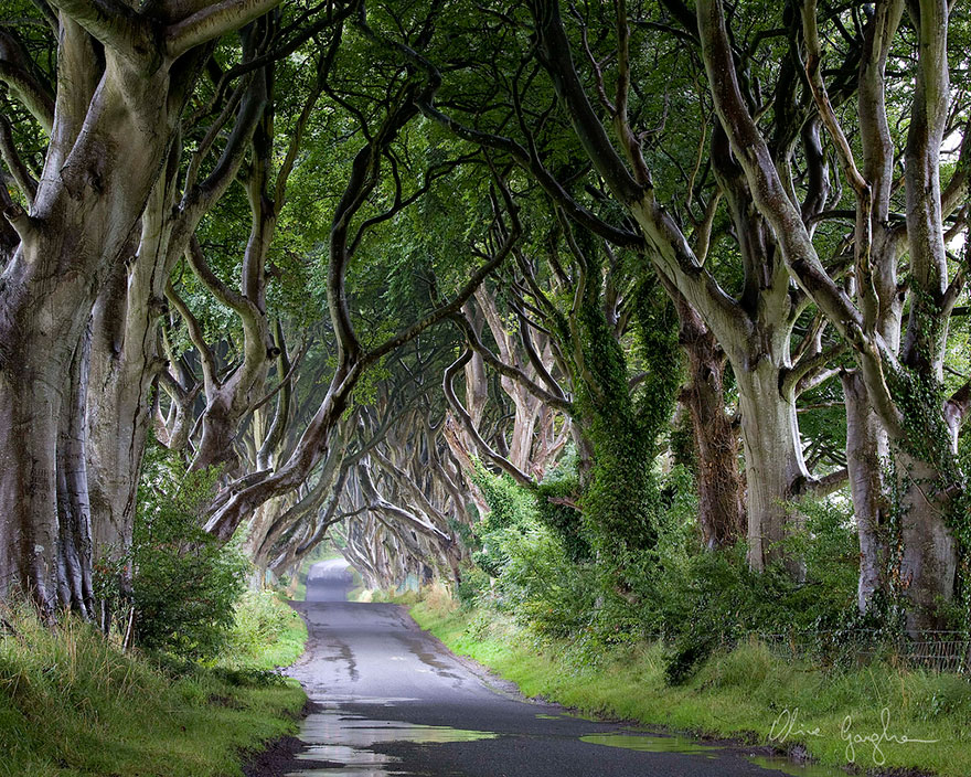 the-dark-hedges-tree-tunnel-17