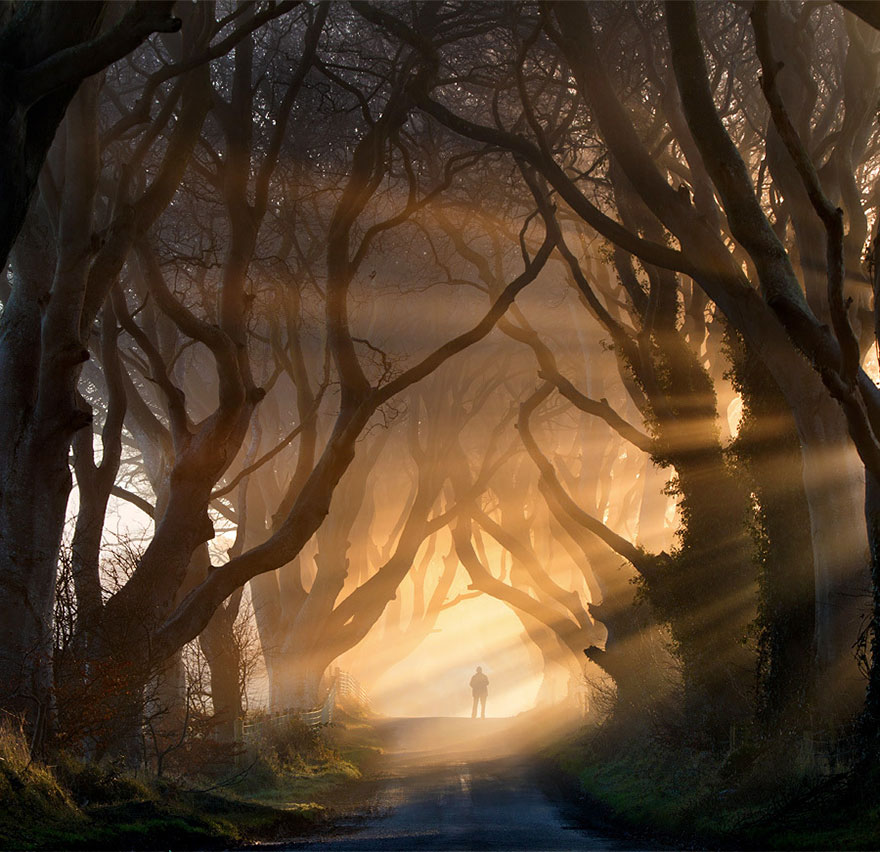 the-dark-hedges-tree-tunnel-2 the-dark-hedges-tree-tunnel-2