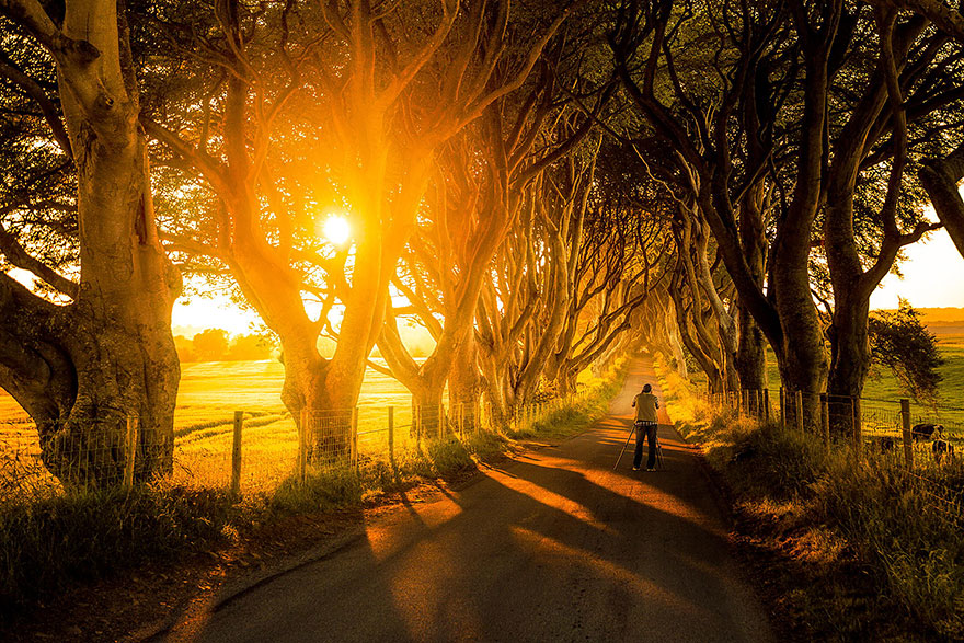 the-dark-hedges-tree-tunnel-4 the-dark-hedges-tree-tunnel-4