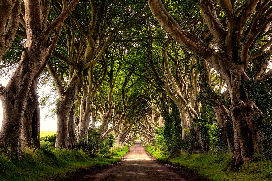 the-dark-hedges-tree-tunnel-5 the-dark-hedges-tree-tunnel-5
