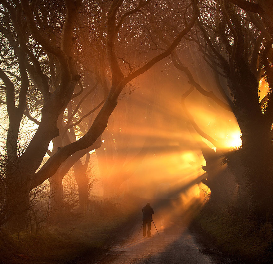 the-dark-hedges-tree-tunnel-7 the-dark-hedges-tree-tunnel-7