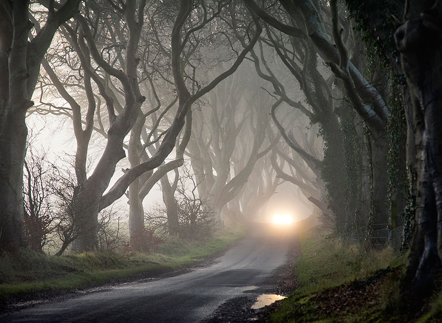the-dark-hedges-tree-tunnel-9