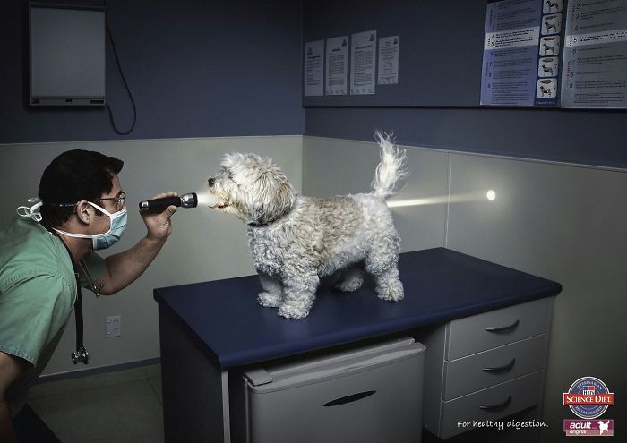 Funny-ads-with-animals-1 Funny-ads-with-animals-1