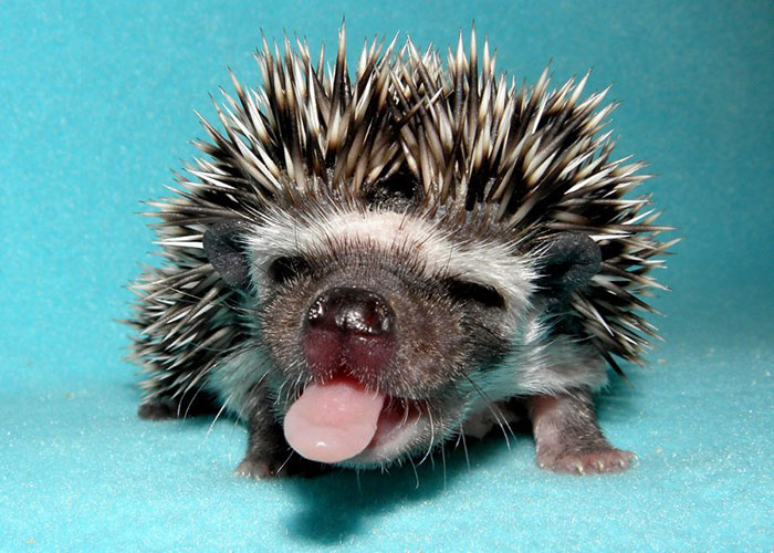 animal-tongues-70 animal-tongues-70