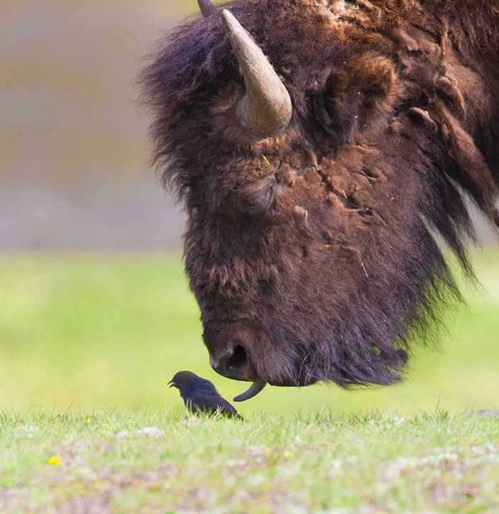 animal-tongues-72 animal-tongues-72