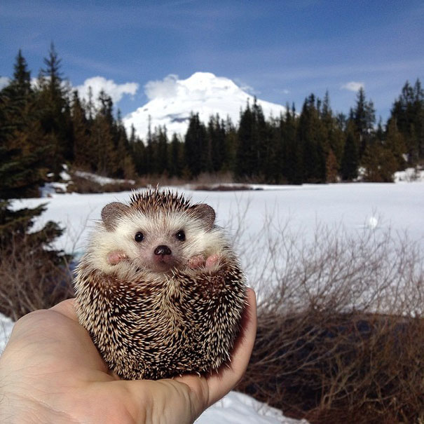 biddy-cute-hedgehog-adventures-14 biddy-cute-hedgehog-adventures-14