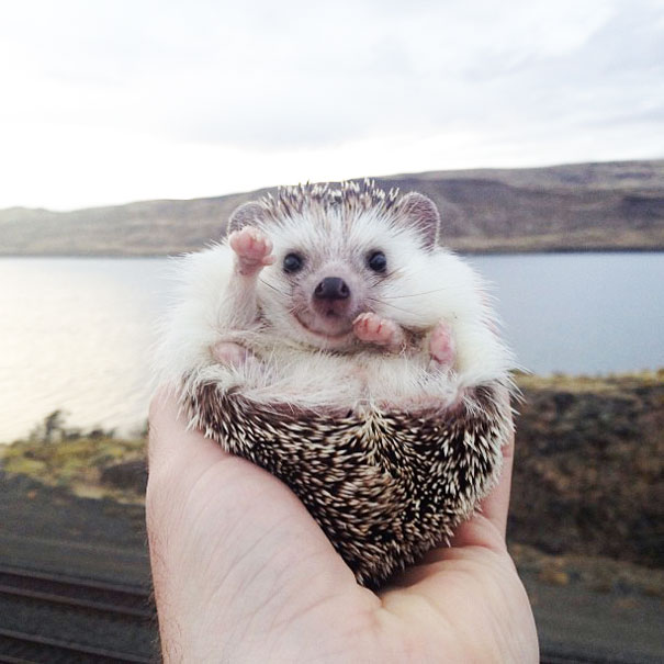 biddy-cute-hedgehog-adventures-16 biddy-cute-hedgehog-adventures-16