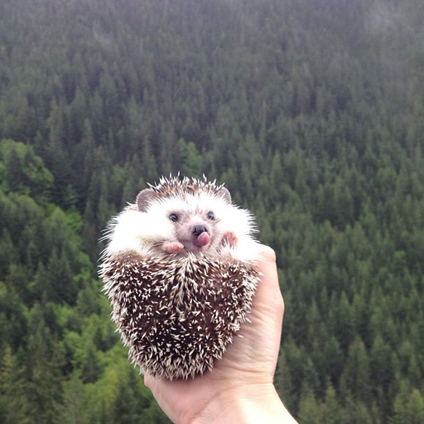 biddy-cute-hedgehog-adventures-21 biddy-cute-hedgehog-adventures-21