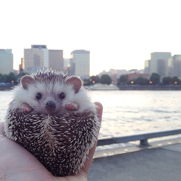 biddy-cute-hedgehog-adventures-23 biddy-cute-hedgehog-adventures-23