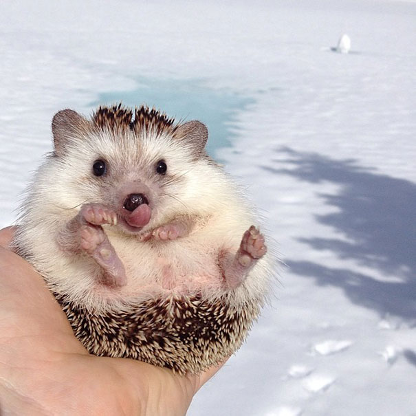 biddy-cute-hedgehog-adventures-26 biddy-cute-hedgehog-adventures-26
