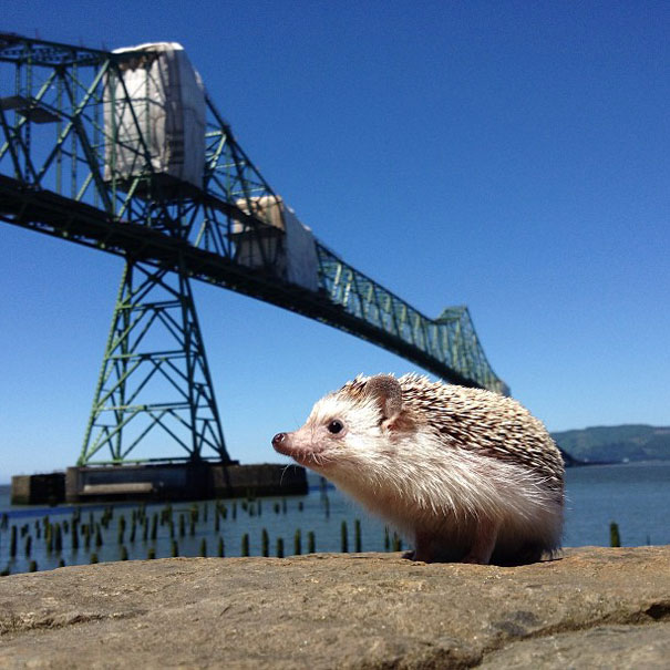 biddy-cute-hedgehog-adventures-27 biddy-cute-hedgehog-adventures-27