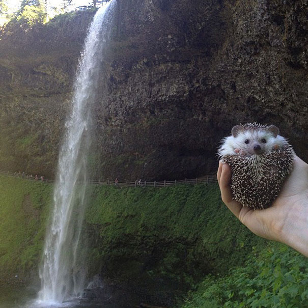 biddy-cute-hedgehog-adventures-8 biddy-cute-hedgehog-adventures-8
