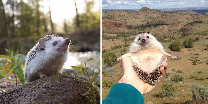Meet Biddy, The Travelling Hedgehog