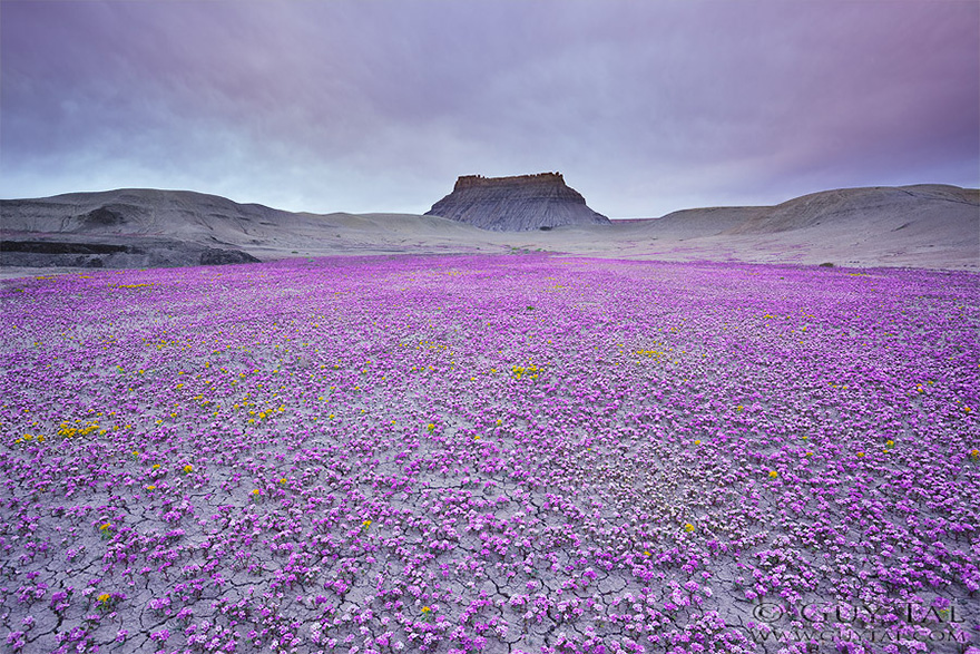blooming-desert-badlands-utah-1 blooming-desert-badlands-utah-1