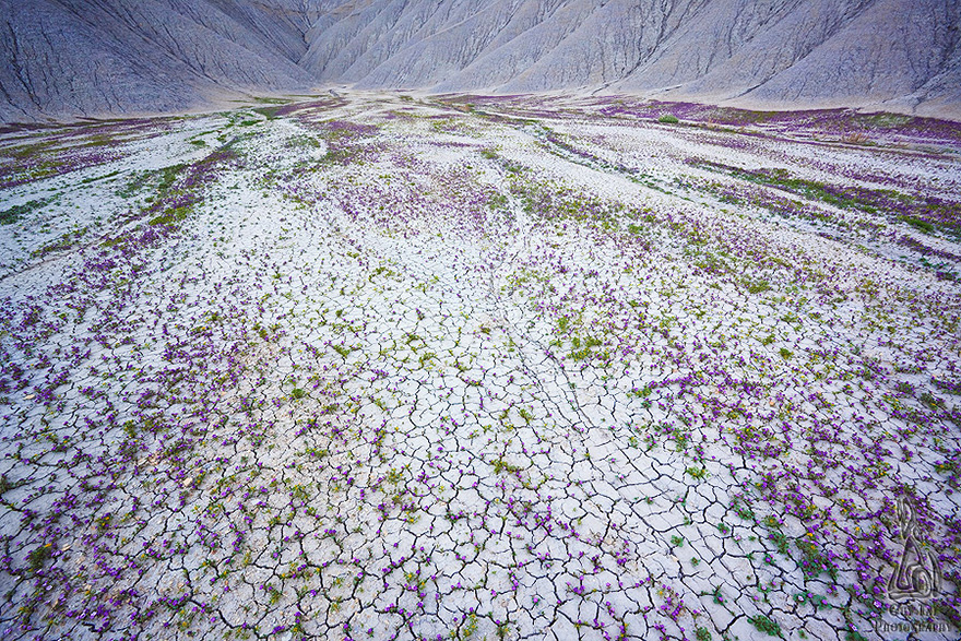 blooming-desert-badlands-utah-10 blooming-desert-badlands-utah-10