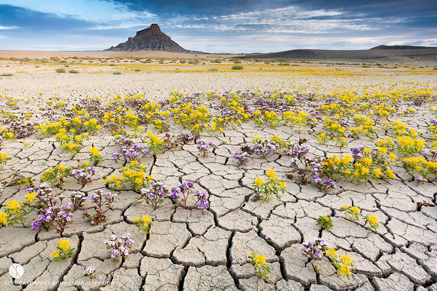 blooming-desert-badlands-utah-11 blooming-desert-badlands-utah-11