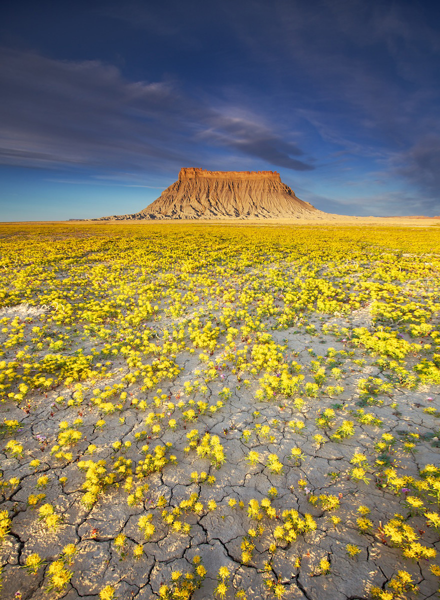blooming-desert-badlands-utah-3 blooming-desert-badlands-utah-3