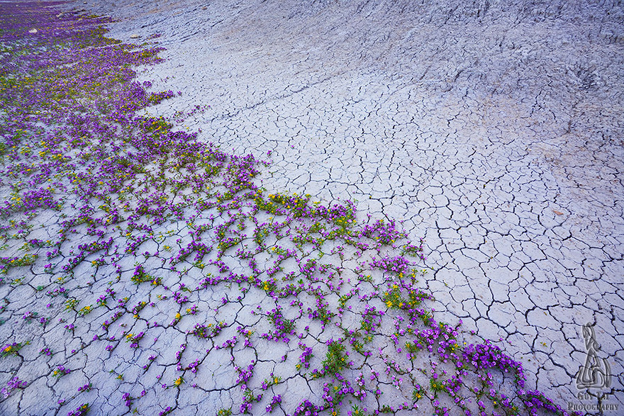 blooming-desert-badlands-utah-5 blooming-desert-badlands-utah-5