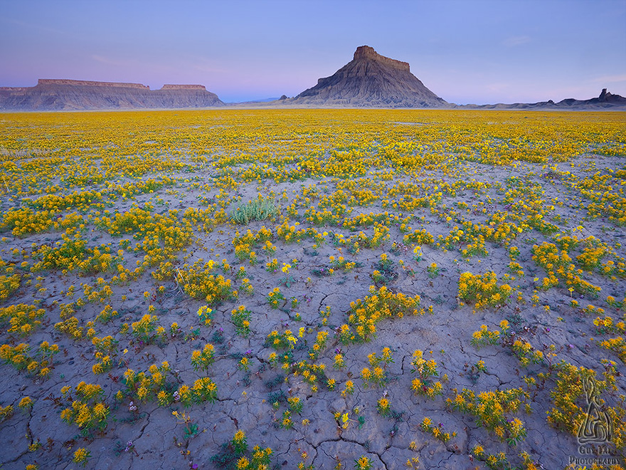 blooming-desert-badlands-utah-7 blooming-desert-badlands-utah-7