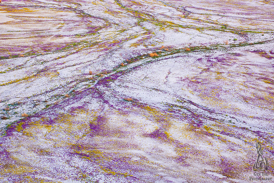 blooming-desert-badlands-utah-8 blooming-desert-badlands-utah-8