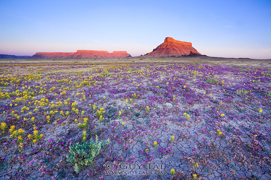 blooming-desert-badlands-utah-9 blooming-desert-badlands-utah-9