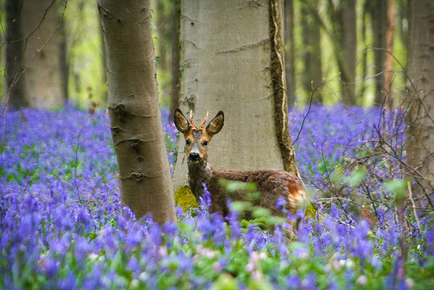 There's A Mystical Forest In Belgium All Carpeted With Bluebell Flowers There's A Mystical Forest In Belgium All Carpeted With Bluebell Flowers