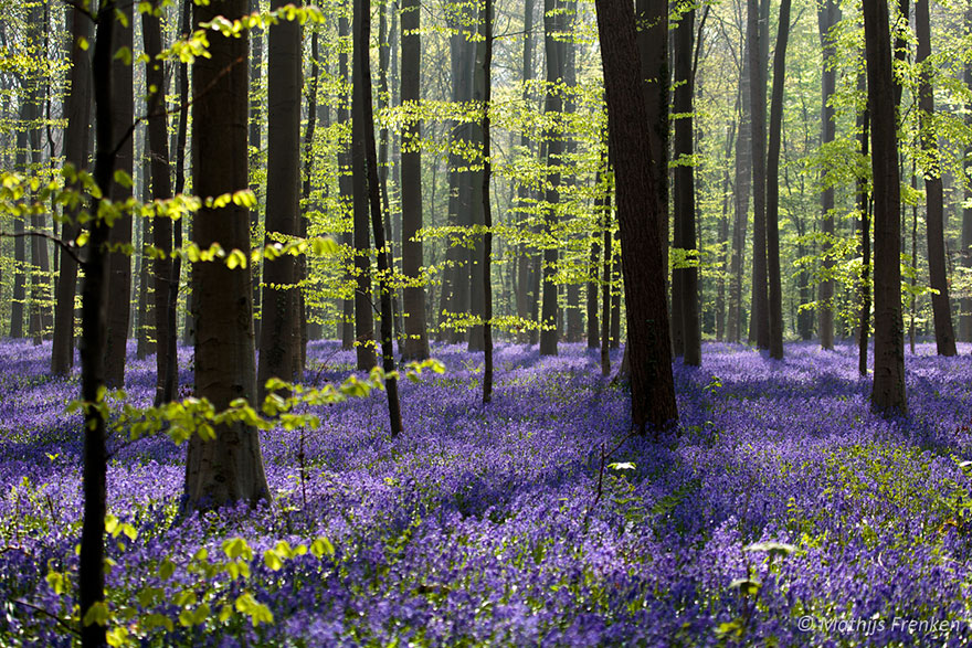 There's A Mystical Forest In Belgium All Carpeted With Bluebell Flowers There's A Mystical Forest In Belgium All Carpeted With Bluebell Flowers
