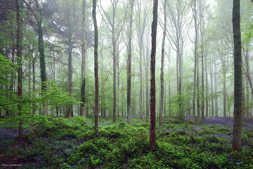 There's A Mystical Forest In Belgium All Carpeted With Bluebell Flowers There's A Mystical Forest In Belgium All Carpeted With Bluebell Flowers