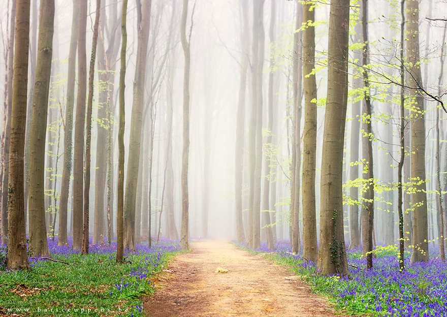 There's A Mystical Forest In Belgium All Carpeted With Bluebell Flowers There's A Mystical Forest In Belgium All Carpeted With Bluebell Flowers