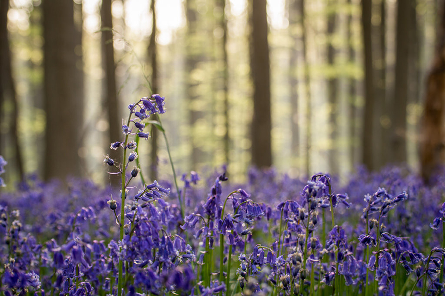 There's A Mystical Forest In Belgium All Carpeted With Bluebell Flowers There's A Mystical Forest In Belgium All Carpeted With Bluebell Flowers