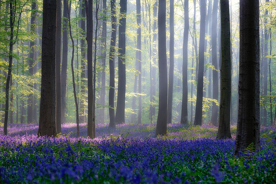 There's A Mystical Forest In Belgium All Carpeted With Bluebell Flowers There's A Mystical Forest In Belgium All Carpeted With Bluebell Flowers