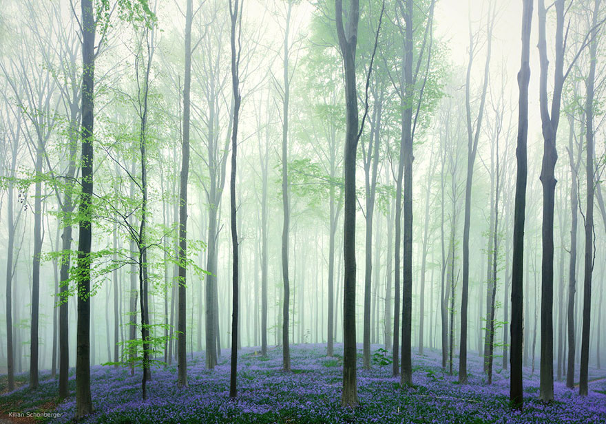 There's A Mystical Forest In Belgium All Carpeted With Bluebell Flowers There's A Mystical Forest In Belgium All Carpeted With Bluebell Flowers