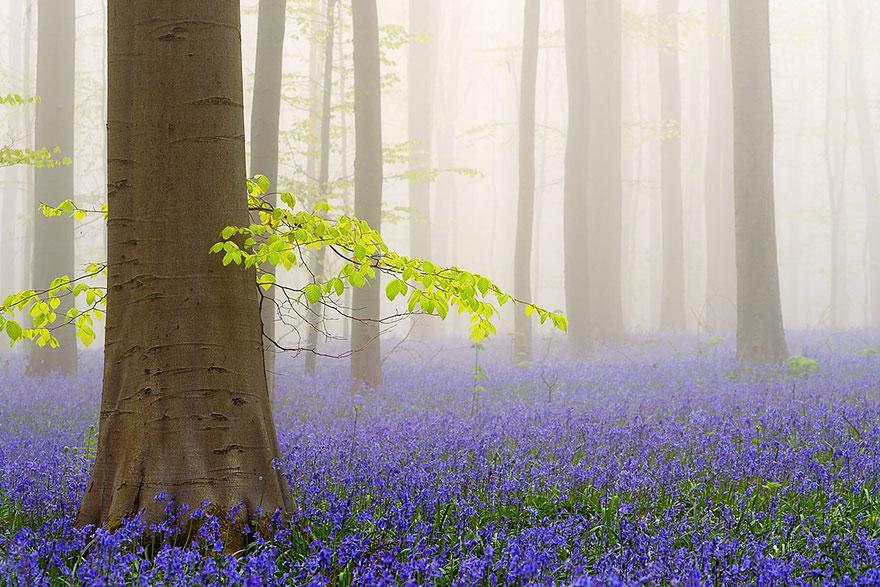 There's A Mystical Forest In Belgium All Carpeted With Bluebell Flowers There's A Mystical Forest In Belgium All Carpeted With Bluebell Flowers