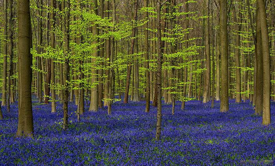 There's A Mystical Forest In Belgium All Carpeted With Bluebell Flowers There's A Mystical Forest In Belgium All Carpeted With Bluebell Flowers