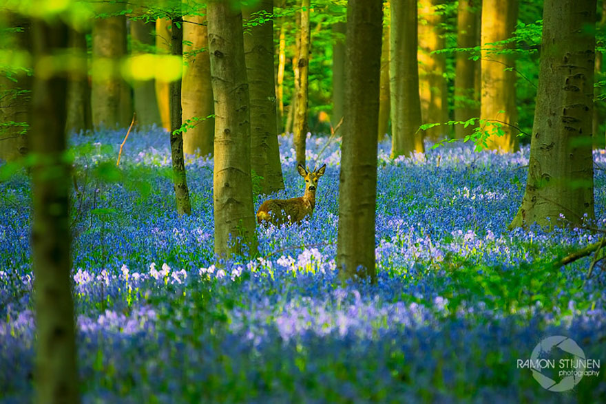 There's A Mystical Forest In Belgium All Carpeted With Bluebell Flowers There's A Mystical Forest In Belgium All Carpeted With Bluebell Flowers