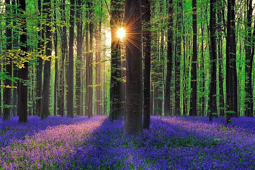 There's A Mystical Forest In Belgium All Carpeted With Bluebell Flowers There's A Mystical Forest In Belgium All Carpeted With Bluebell Flowers