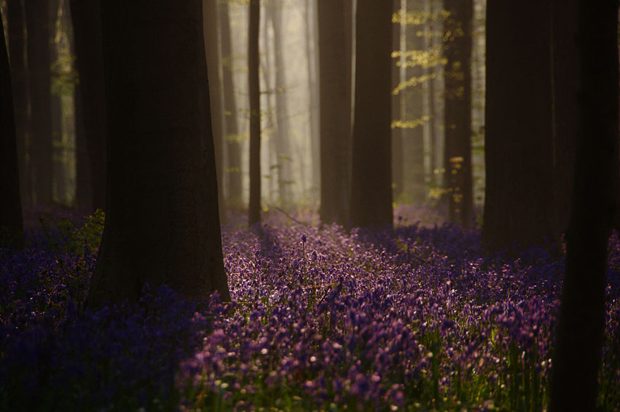 There's A Mystical Forest In Belgium All Carpeted With Bluebell Flowers There's A Mystical Forest In Belgium All Carpeted With Bluebell Flowers